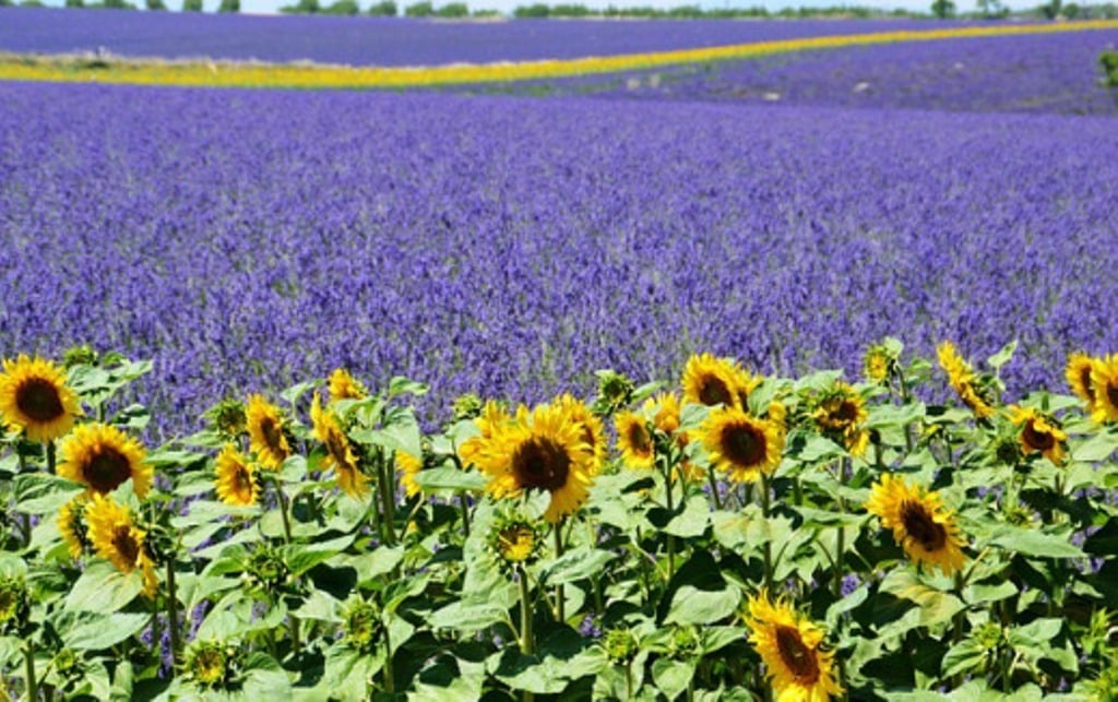 Investigación e innovación científica para dar un paso más hacia plantas fijadoras de nitrógeno