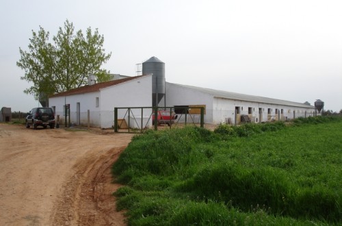 Crece el número de granjas e industrias porcinas con el sello «Compromiso Bienestar Certificado»