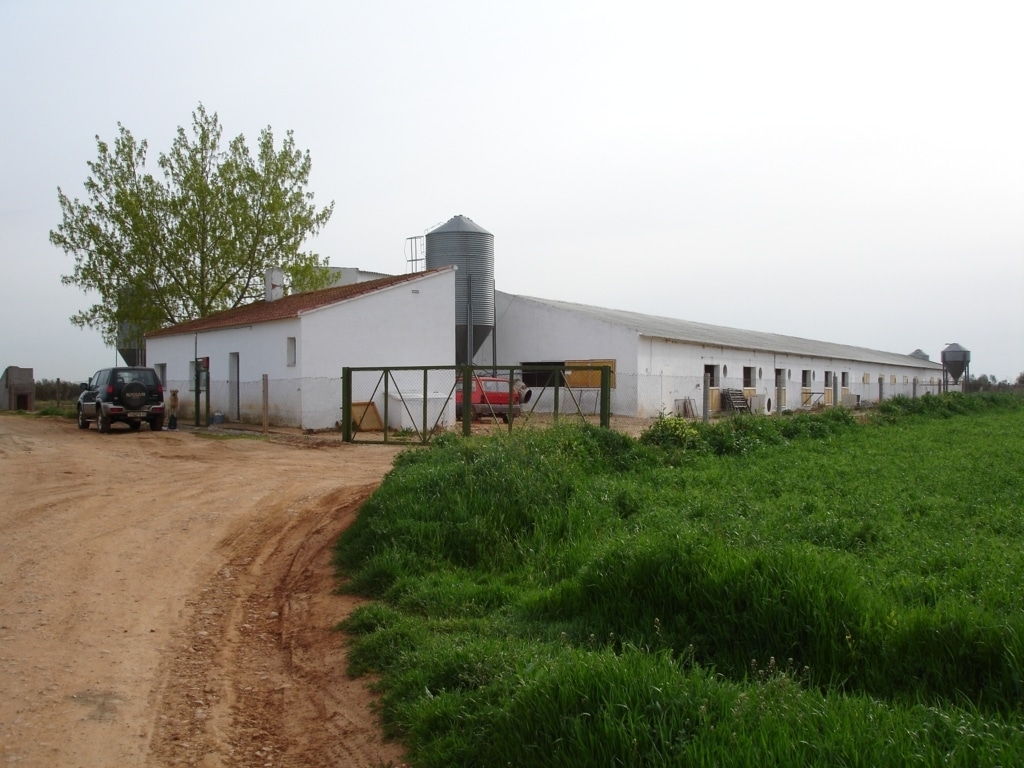 Crece el número de granjas e industrias porcinas con el sello «Compromiso Bienestar Certificado»