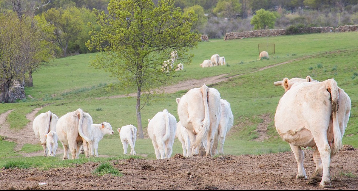 La Comunidad de Madrid convoca por primera vez la Mesa del Lobo