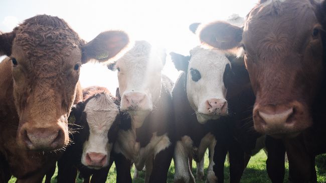Los ganaderos con entregas de leche de vaca bajaron de los 13.000 en octubre