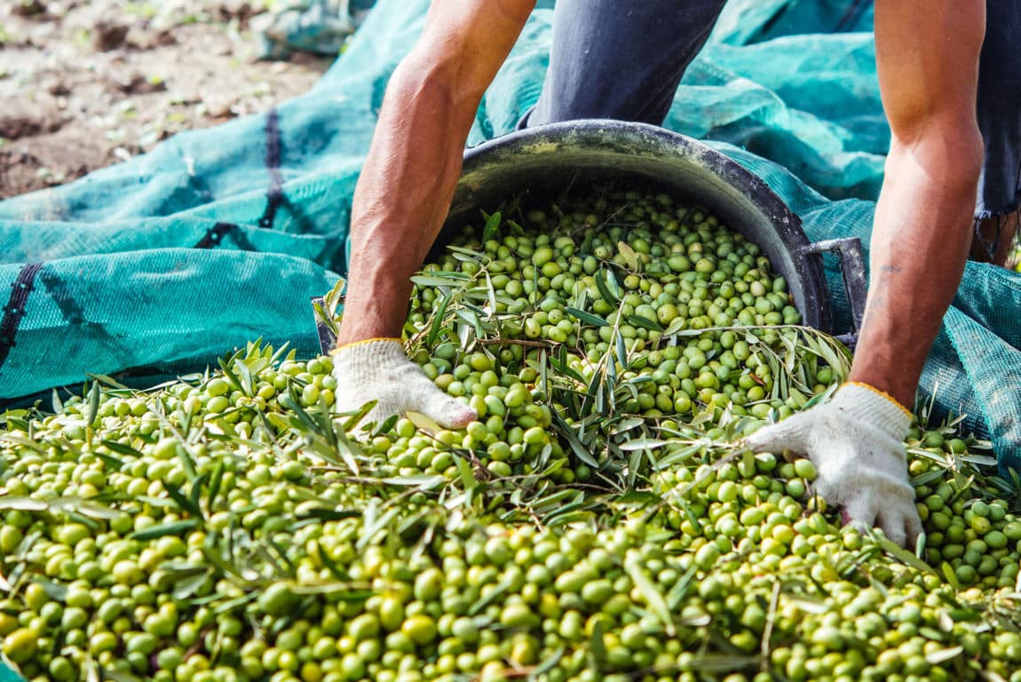 Proyecto andaluz Atresbio: obtención de bioproductos procedentes de residuos del olivar, la horticultura y la biomasa algal