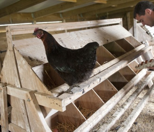 Inprovo plantea 20 €/año por cada 1.000 gallinas de puesta para realizar acciones en beneficio del  sector avícola