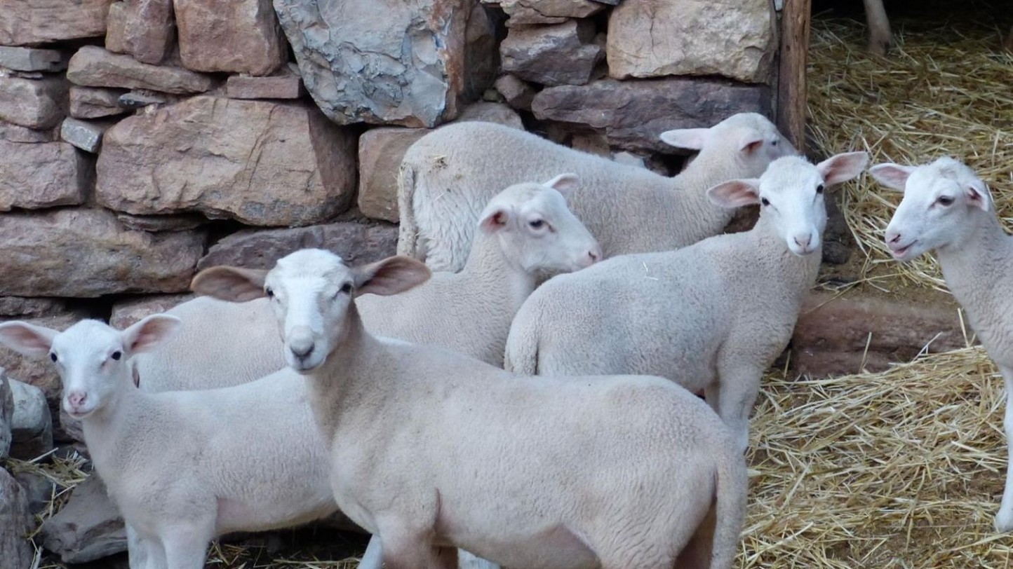 CLM convoca ayudas para paliar daños causados por ataques de lobo ibérico