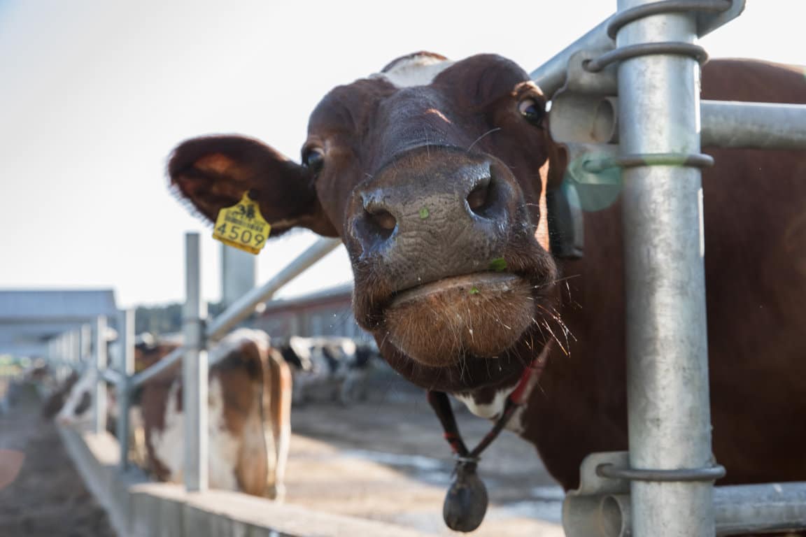 Menos de la mitad de los contratos de suministro de leche de vaca están homologados por la INLAC