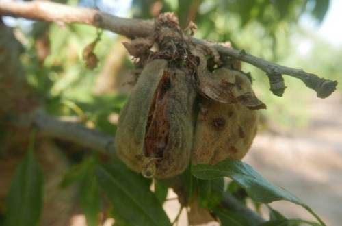 Antracnosis, una nueva enfermedad que amenaza el cultivo del almendro