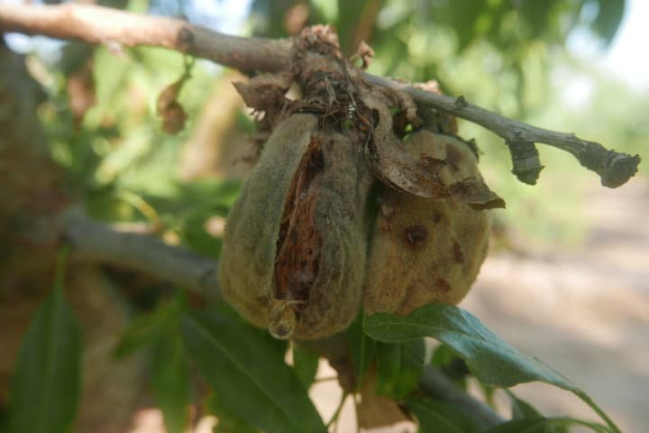 Antracnosis, una nueva enfermedad que amenaza el cultivo del almendro