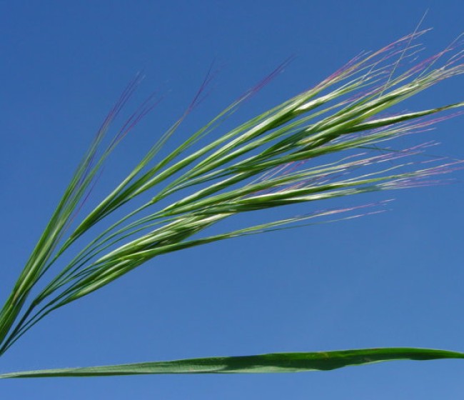 Avadex Factor, la nueva herramienta de control de malas hierbas gramíneas en cereales de invierno