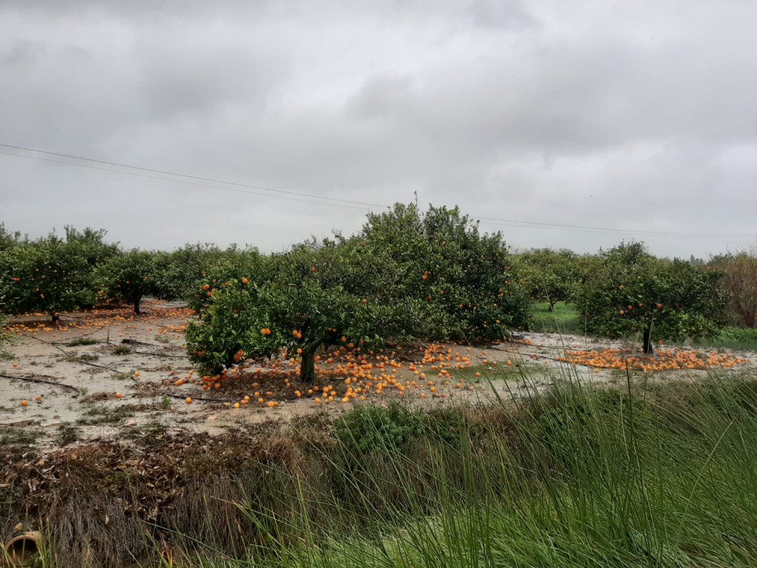 Las OPAs estiman daños graves en los cítricos de la Comunidad Valenciana por el  fuerte viento