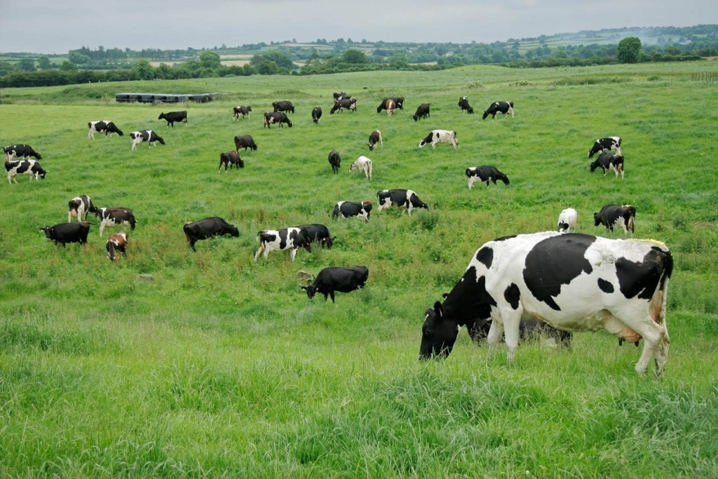 El precio medio nacional de la leche de vaca subió en noviembre a 0,34 €/litro