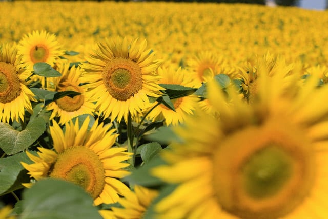 Syngenta presenta su nuevo herbicida Primextra Gold para el cultivo del girasol