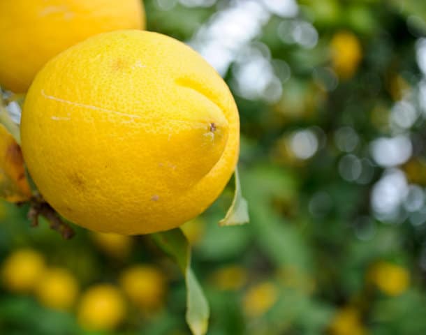 Ailimpo espera un 22% menos de cosecha de limón Verna