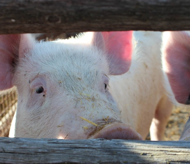 Inteporc reforzará el compromiso con la sostenibilidad del sector porcino