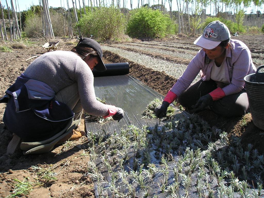 El alza del SMI de los trabajadores agrícolas por cuenta ajena supondrá 21,56 M€ más para la Seguridad Social