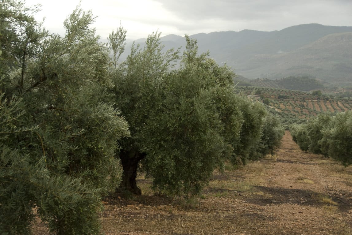 El sector andaluz prepara una nueva Marcha Olivarera sobre Madrid