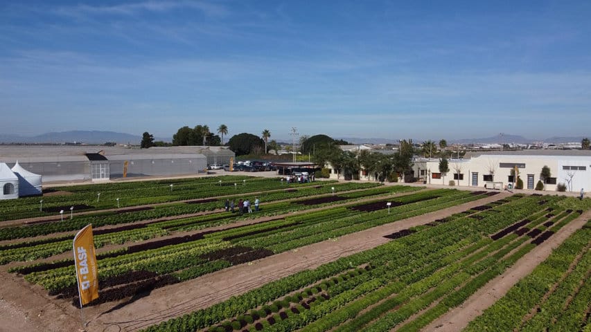 Nuevas variedades Nunhems de lechuga y espinaca