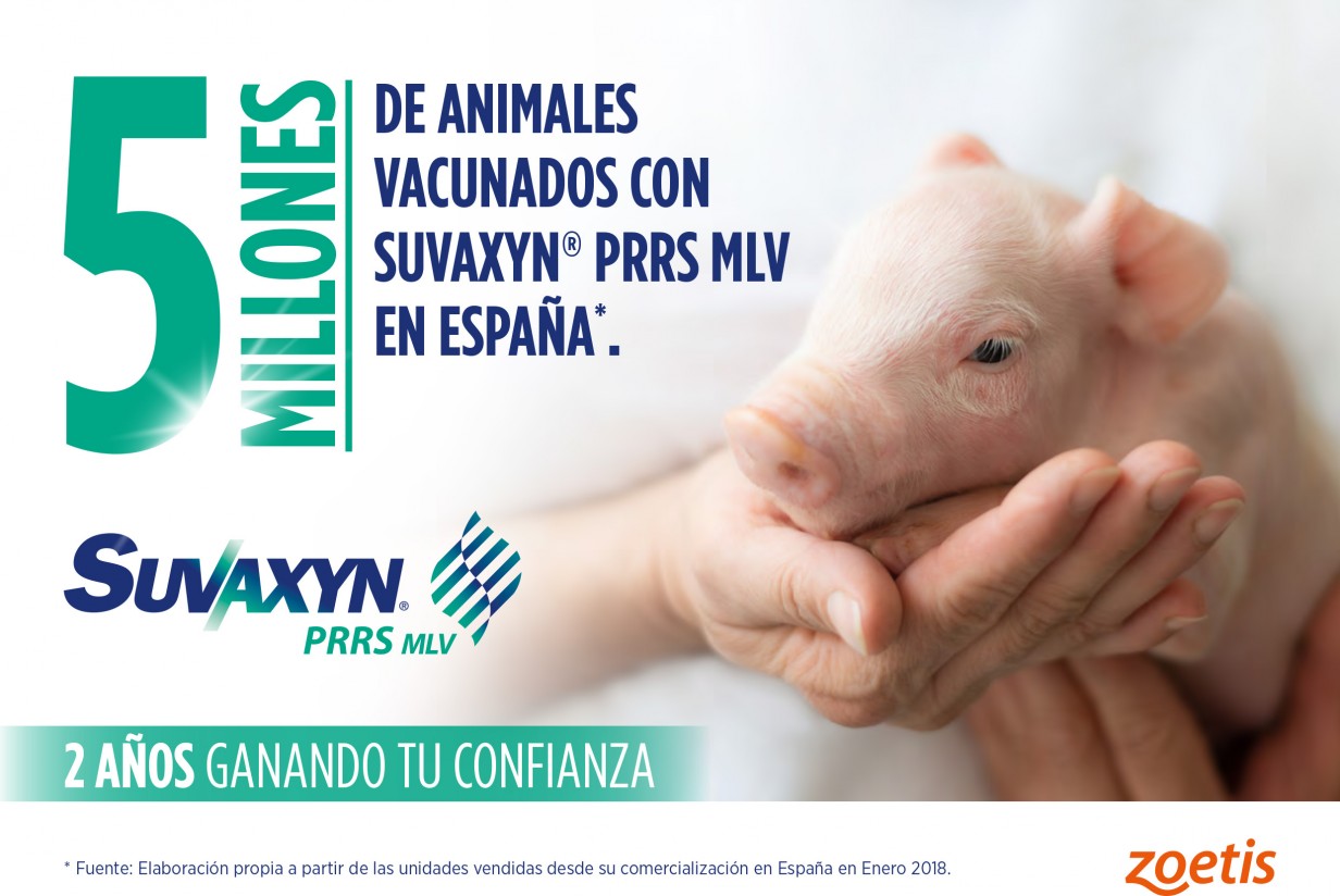 Suvaxyn PRRS MLV de Zoetis cumple dos años en el mercado