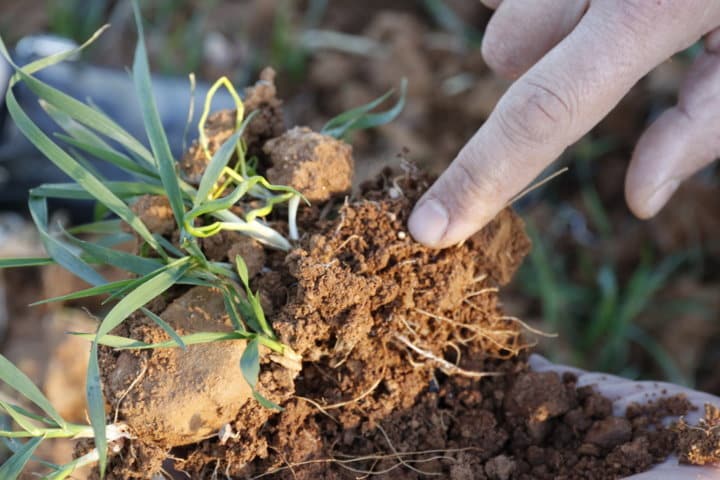 Estrategia de abonado con fertilizantes de liberación controlada de ICL en el cultivo del cereal