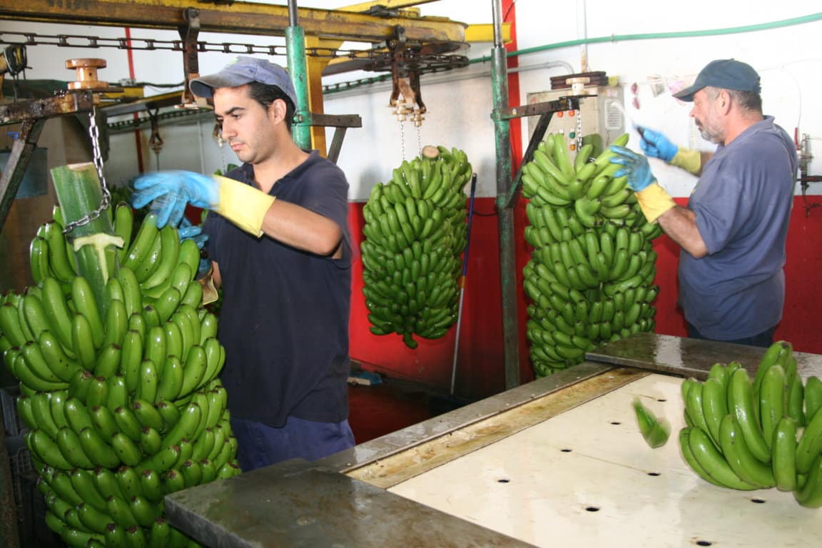 El diferencial de precio en verde y de venta al público bloquea el mercado del Plátano de Canarias