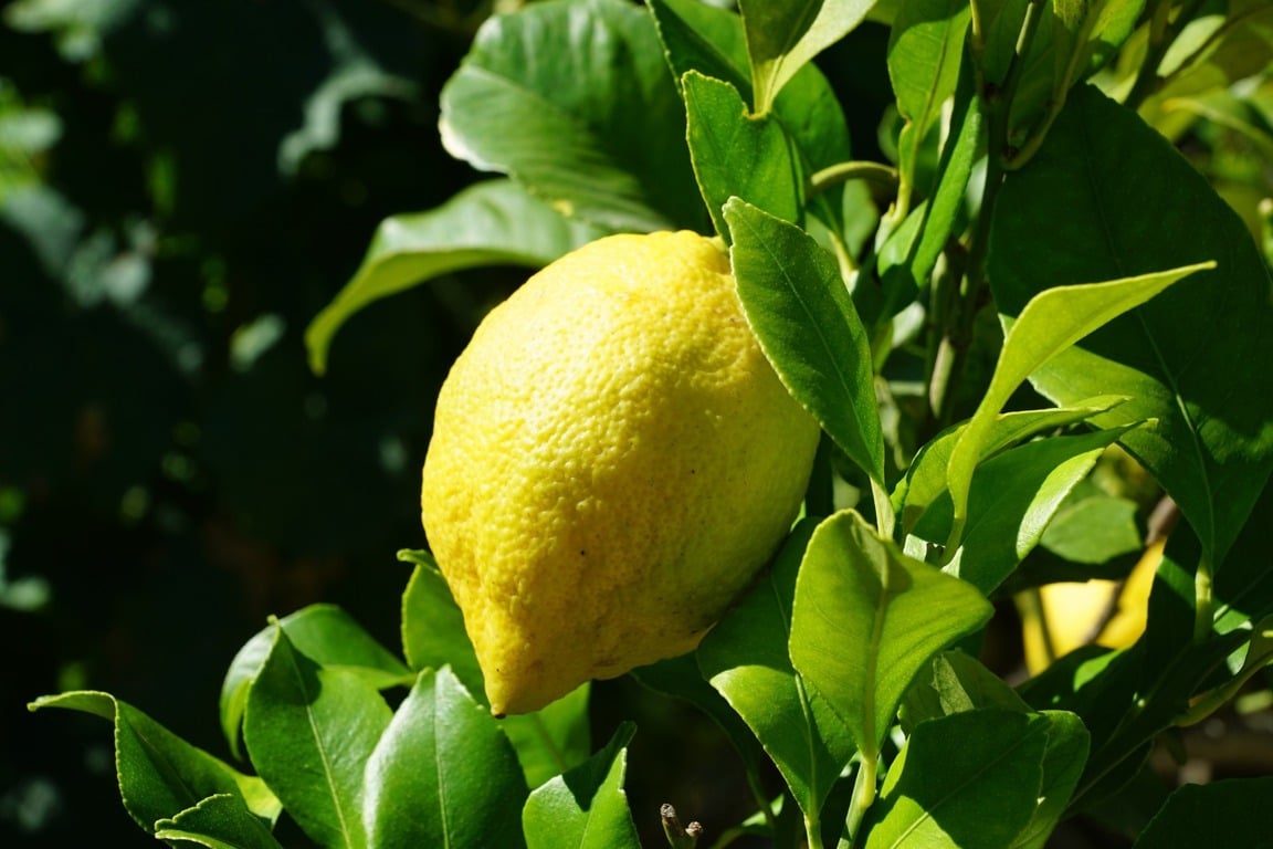 A consulta pública la extensión de norma y la derrama económica obligatoria para limón y pomelo