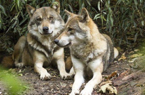 El Supremo confirma que la Comunidad de Madrid es responsable de los daños provocados por el lobo