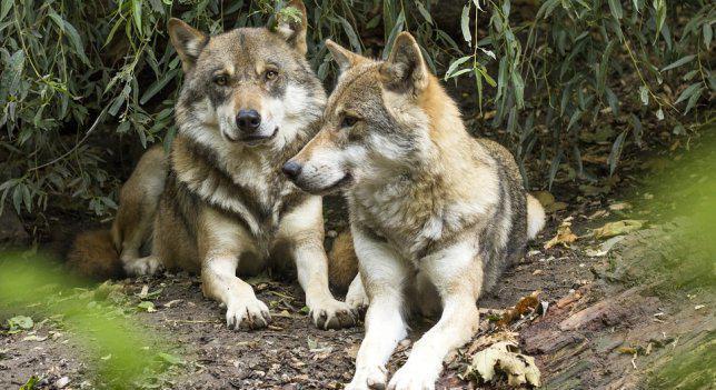 El Supremo confirma que la Comunidad de Madrid es responsable de los daños provocados por el lobo