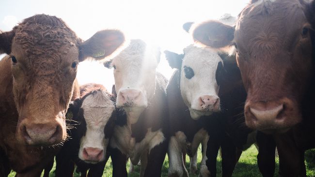 Las entregas de leche de vaca a industria marcan récord pese al persistente descenso  de ganaderos  en 2019