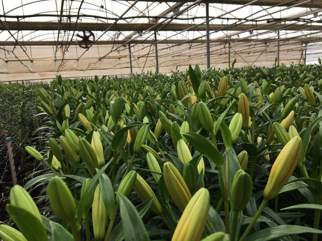 FEPEX pide medidas urgentes para que no se hunda el sector de flor y planta viva