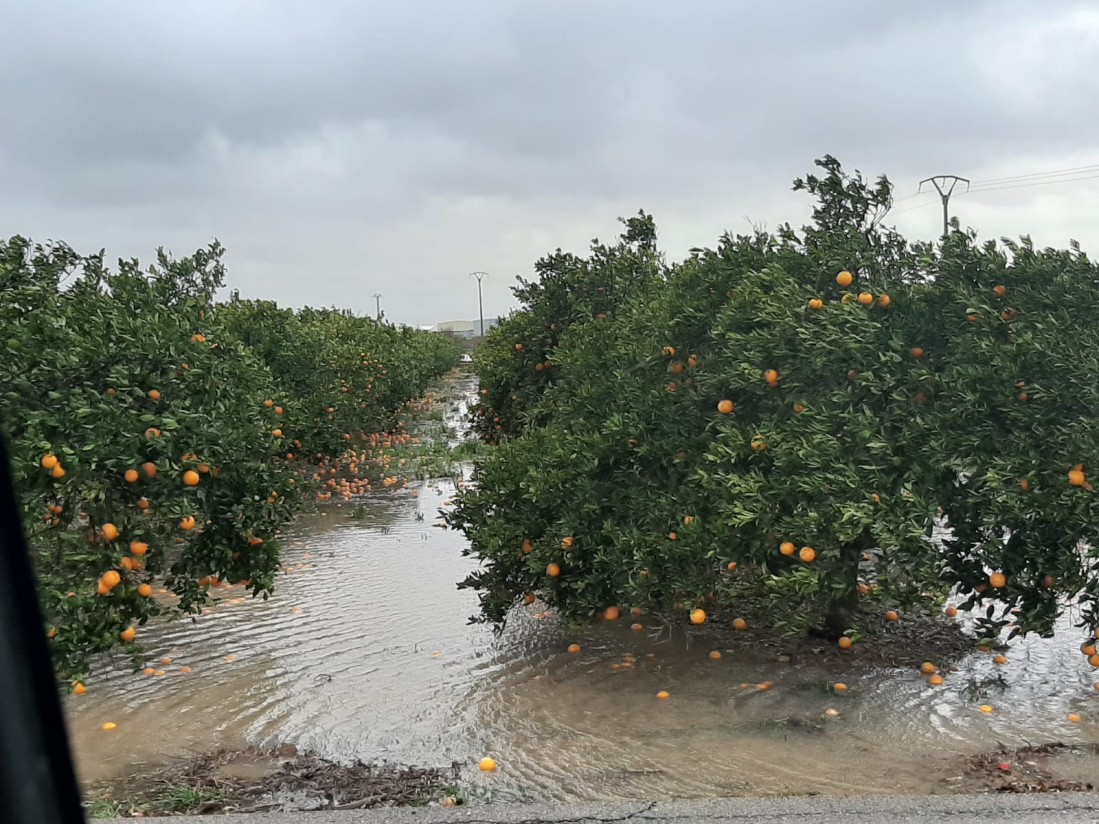 Covid-19: ENESA amplía 20 días el periodo de suscripción de los seguros agrícolas, salvo en cobertura de helada