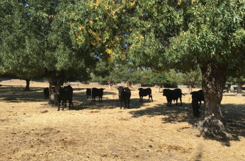 ¿Qué puedo hacer después de un brote de BVD en mi granja?