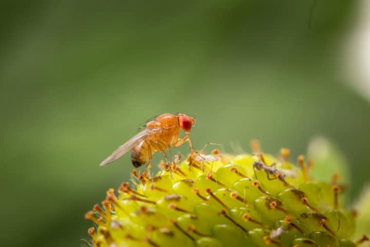 Koppert recomienda iniciar el trampeo para el control biológico de Drosophila suzukii en berries