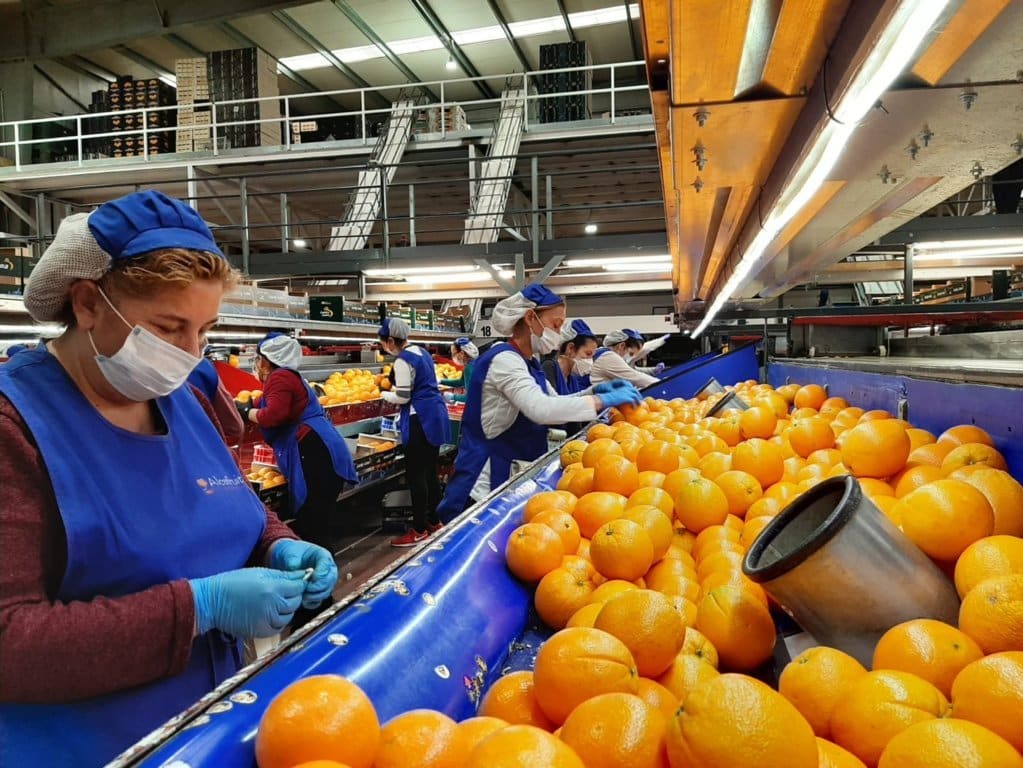 La campaña de la naranja se encuentra en torno al 70% en la Vega del Guadalquivir