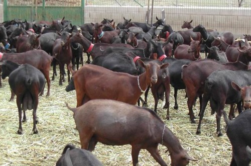 Patogenia y control de la tuberculosis caprina en España