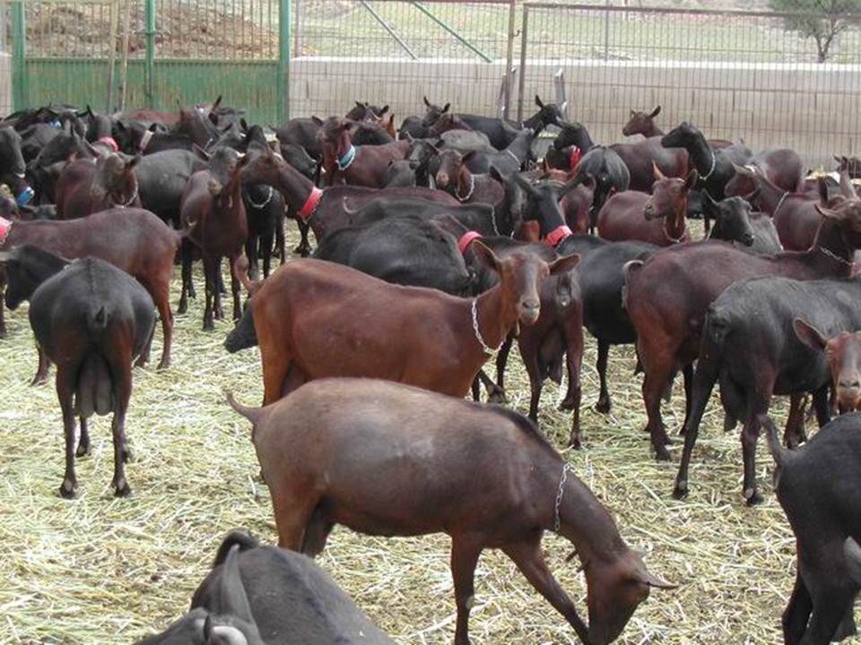 Patogenia y control de la tuberculosis caprina en España