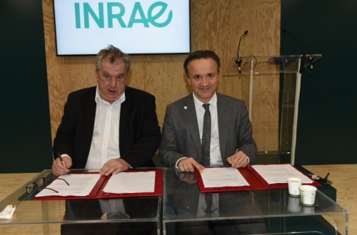 Olmix Group e INRAe firman un acuerdo para la promoción de algas en sistemas de producción ganadera y agrícola sostenibles