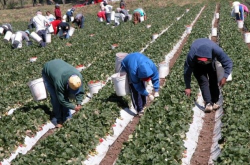 Covid-19: La CE pide a los Estados que no obstaculicen el paso de los temporeros agrícolas foráneos