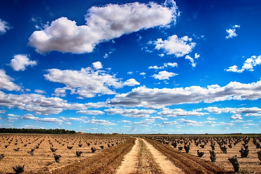 Castilla-La Mancha pide ya ampliar el plazo del periodo de solicitud única de la PAC