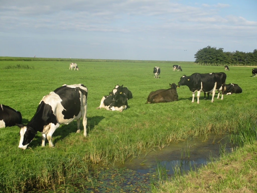 Las entregas de leche  de vaca a industria aumentaron un 3,7% durante enero pasado