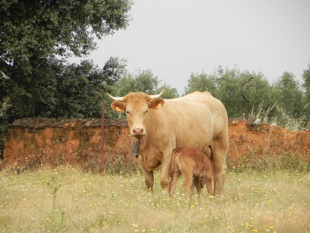 El FEGA fija los importes definitivos de ayudas asociadas PAC 2019 a vaca nodriza y de leche y ovino-caprino