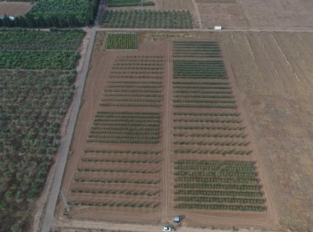 Desarrollo vegetativo y producción de diferentes diseños de plantación en olivar