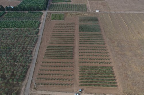 Desarrollo vegetativo y producción de diferentes diseños de plantación en olivar (I)