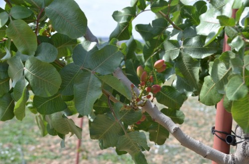 Plagas secundarias del pistachero en el centro y sur peninsular