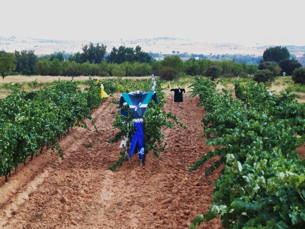 Más paro y menor afiliación a la Seguridad Social de trabajadores agrarios por cuenta ajena en febrero