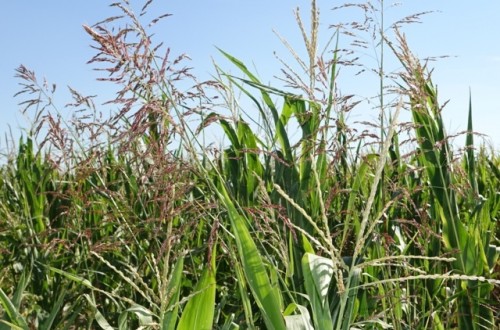 Gestión integrada de gramíneas resistentes en maíz