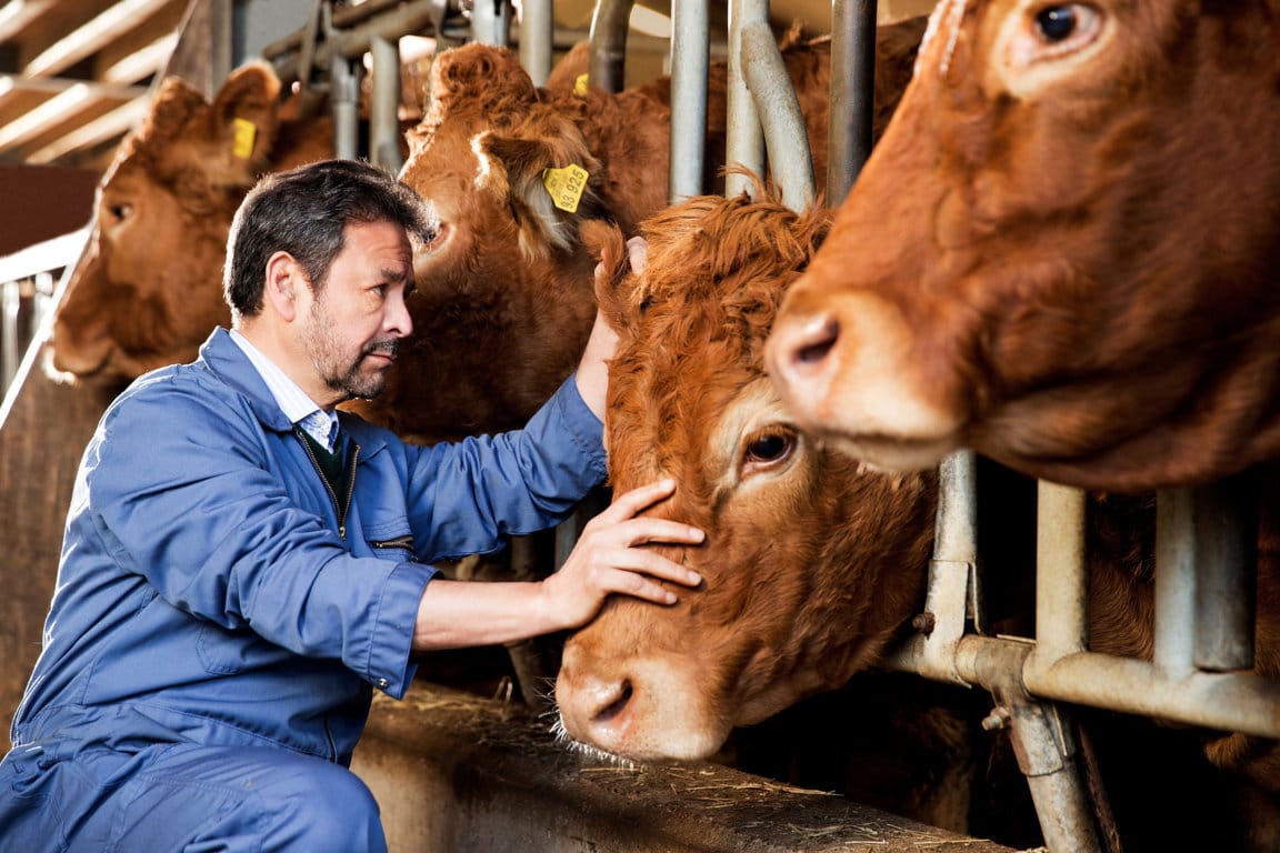Compromiso de los veterinarios para atender a animales en granjas y clínicas dentro del estado de alarma