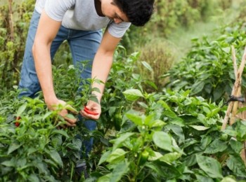 La UE abre una encuesta para evaluar las medidas de impulso del relevo generacional en la agricultura