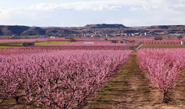 Afrucat solicita que no se detenga el suministro de materiales para la industria frutícola