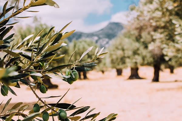 Las salidas de aceite de oliva en febrero podrían haber llegado a 120.000 t, cerca del 20% importado