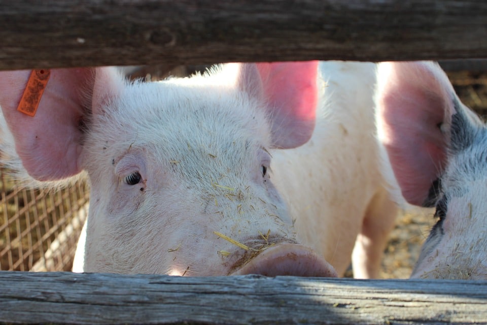 La industria española de sanidad y nutrición animal creció en 2019 un 3,67%