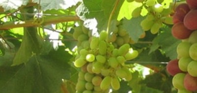 Apag Extremadura Asaja exige que la uva tenga precios justos ante la caída de la producción
